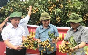 VIDEO: Chí Linh mở vườn hái nhãn xuất khẩu